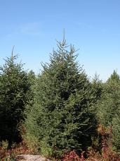 Norway Spruce